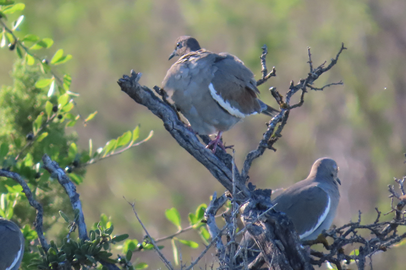 dove in tree 3
