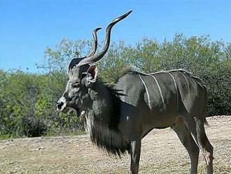Greater Kudu