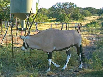 Gemsbok Oryx