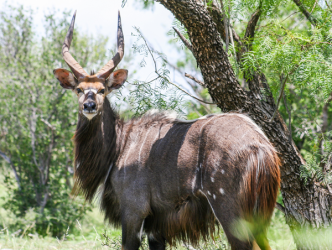 Nyala