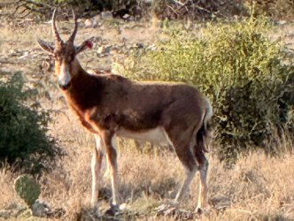 Blesbok